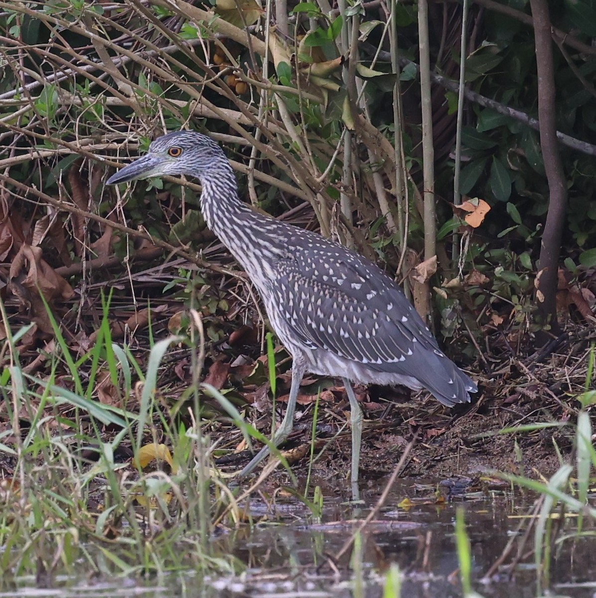 Yellow-crowned Night Heron - ML620621783