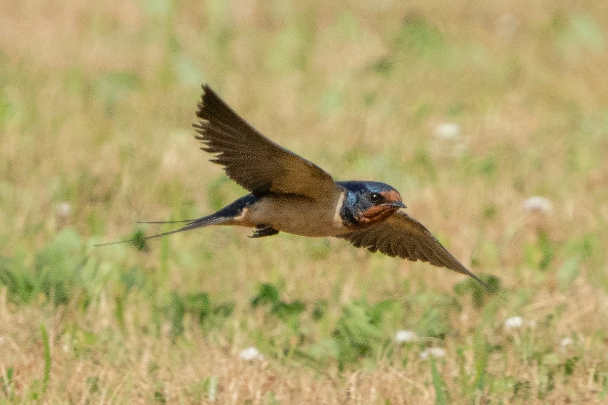 Barn Swallow - ML620621784