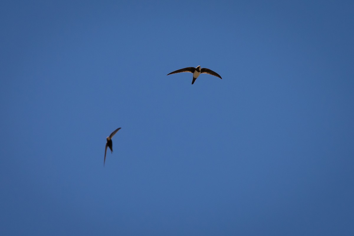 Alpine Swift - Tony Ford