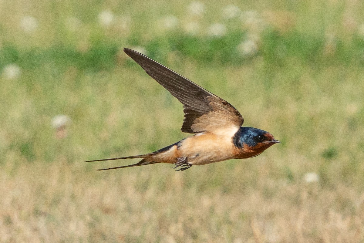 Barn Swallow - ML620621788