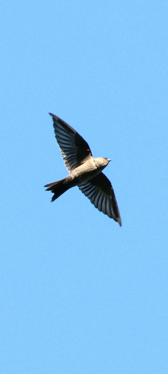 Golondrina Patiblanca - ML620621789