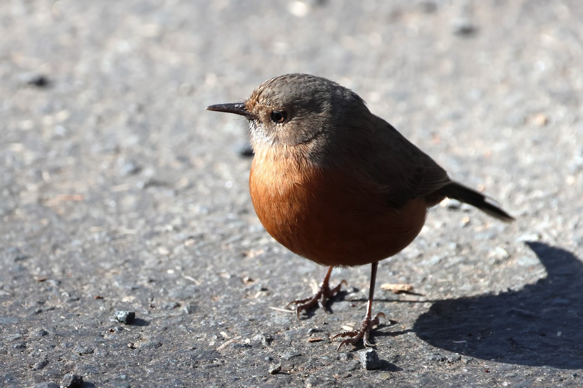 Rockwarbler - ML620621792