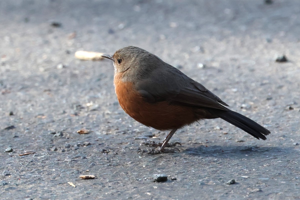 Rockwarbler - ML620621793