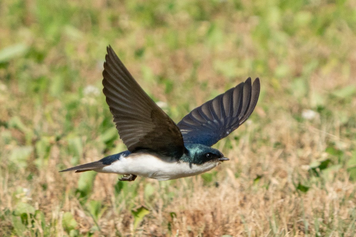 Golondrina Bicolor - ML620621794