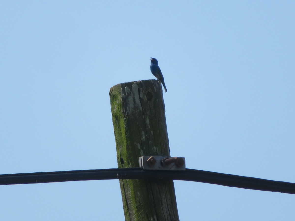 Indigo Bunting - ML620621795