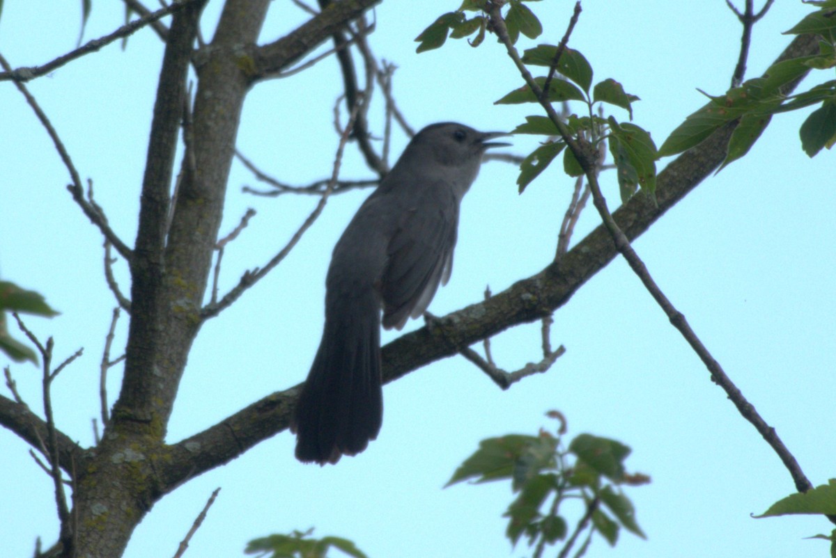 Gray Catbird - Julie Perry