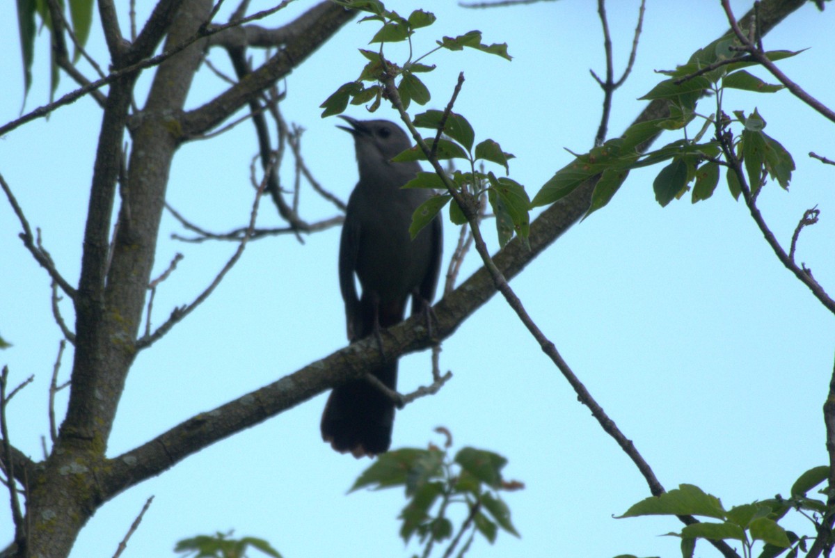 Gray Catbird - ML620621799