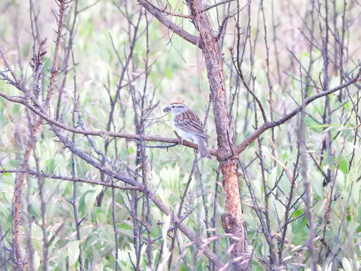 Chipping Sparrow - ML620621800