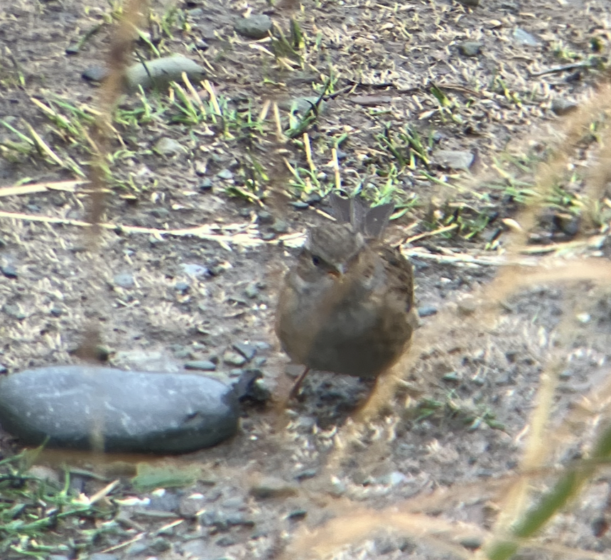 Dunnock - ML620621801