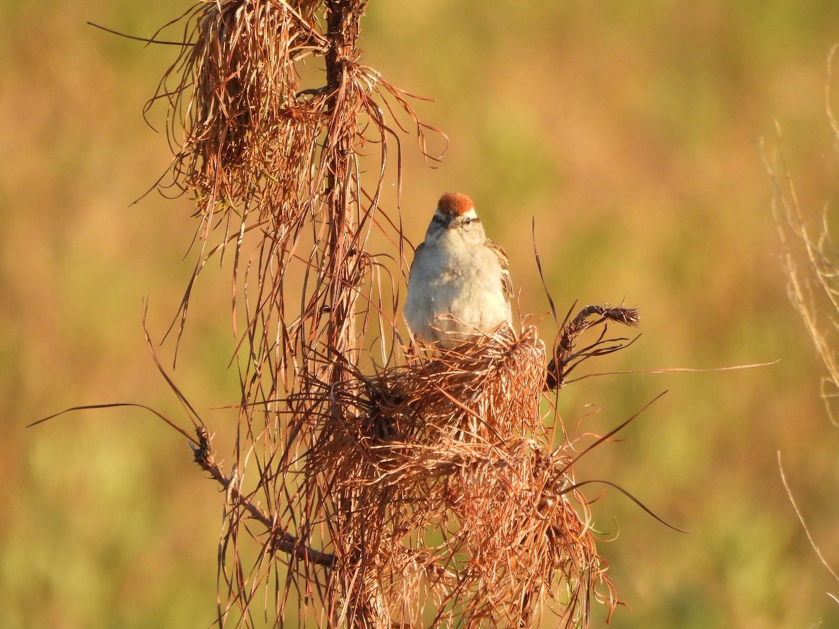 Chipping Sparrow - ML620621803