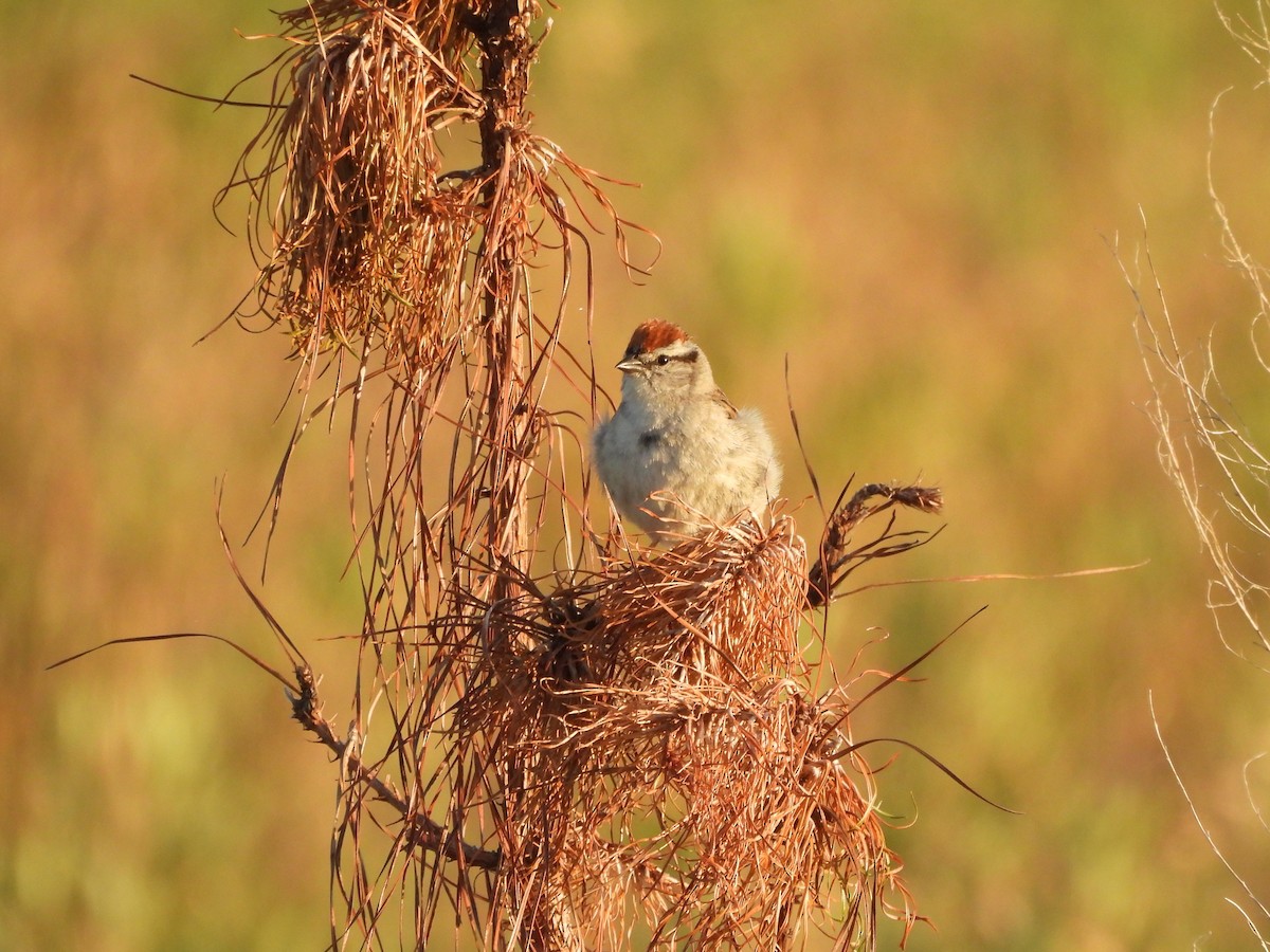 Chipping Sparrow - ML620621804