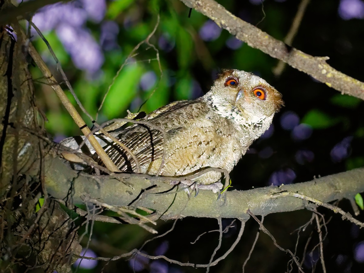 Philippine Scops-Owl - ML620621807