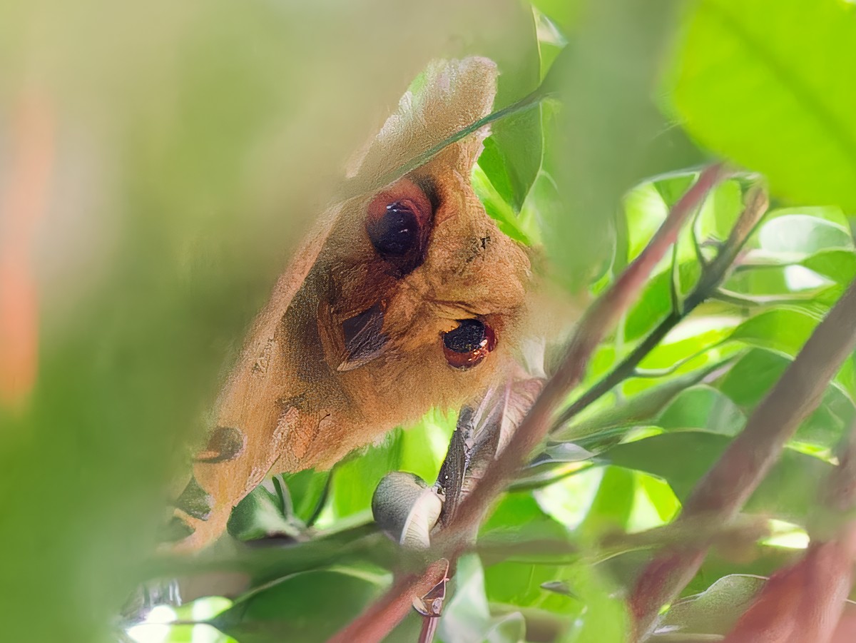 Philippine Scops-Owl - ML620621808