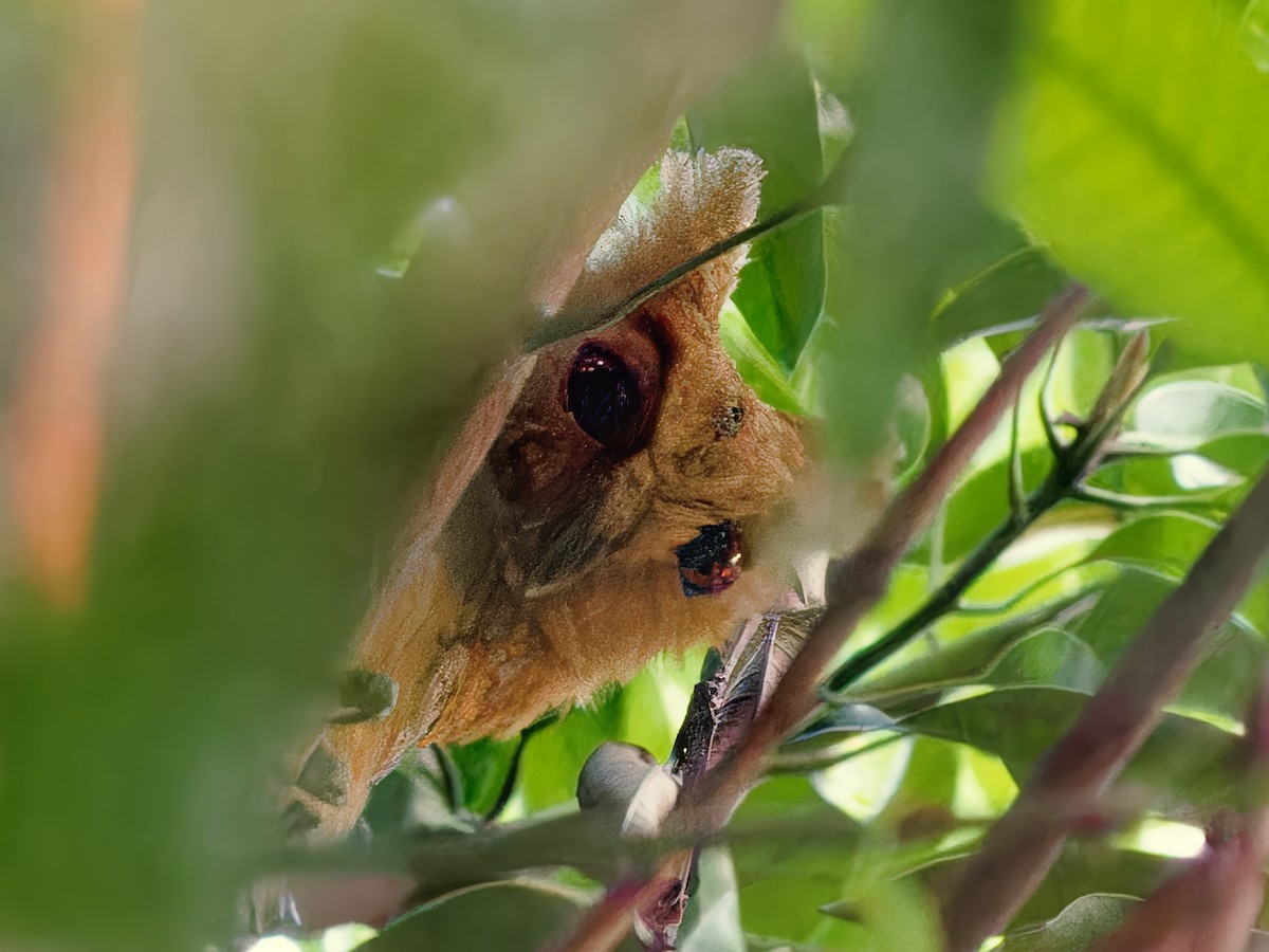 Philippine Scops-Owl - ML620621809