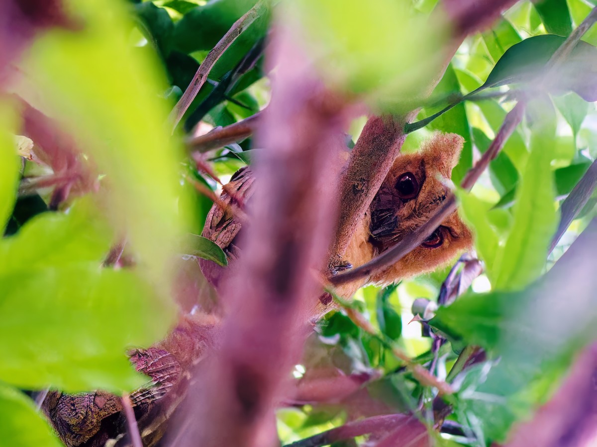 Philippine Scops-Owl - Ravi Iyengar