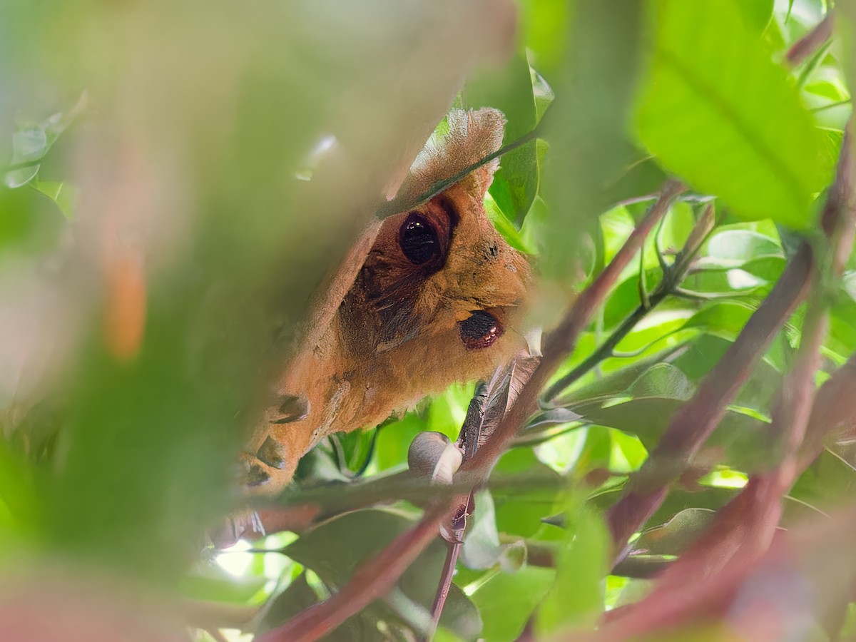 Philippine Scops-Owl - ML620621813