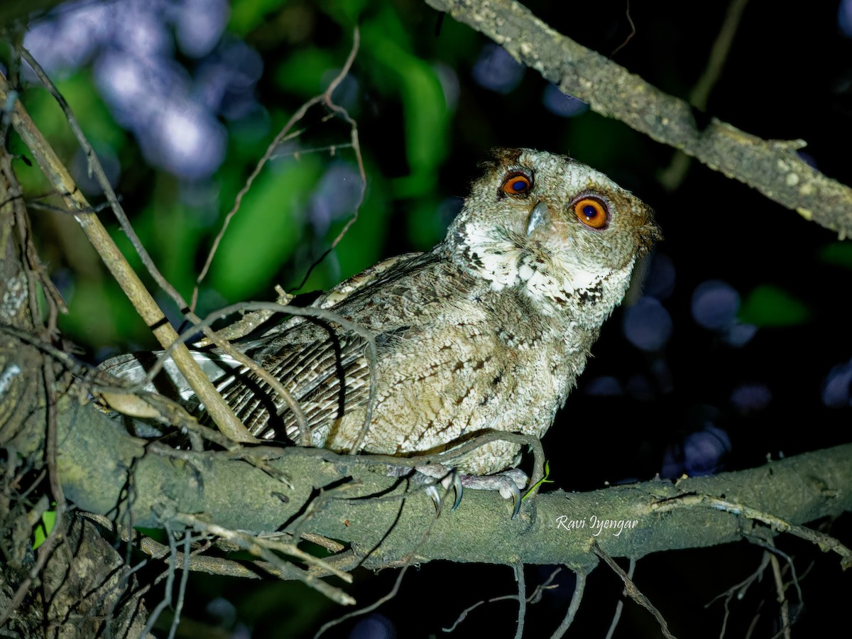 Philippine Scops-Owl - ML620621814