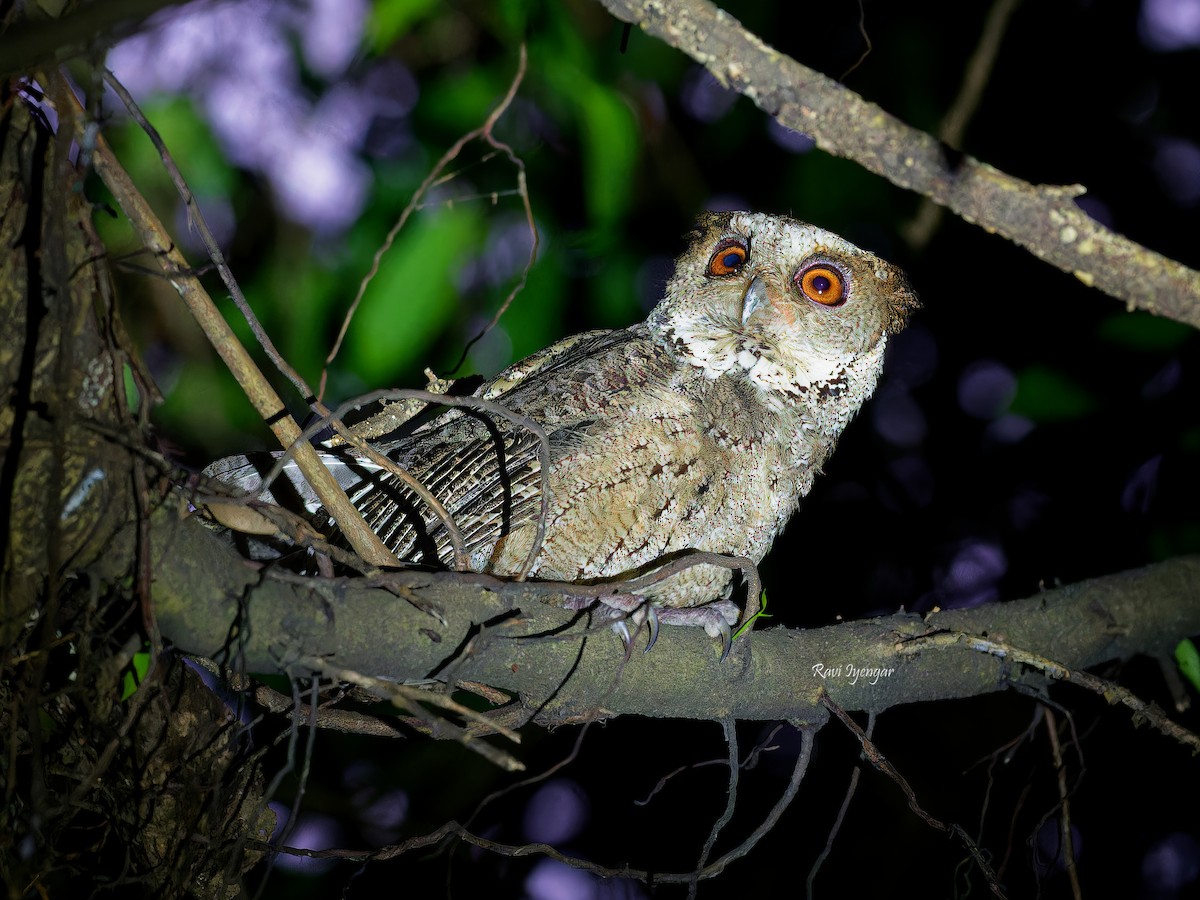 Philippine Scops-Owl - Ravi Iyengar