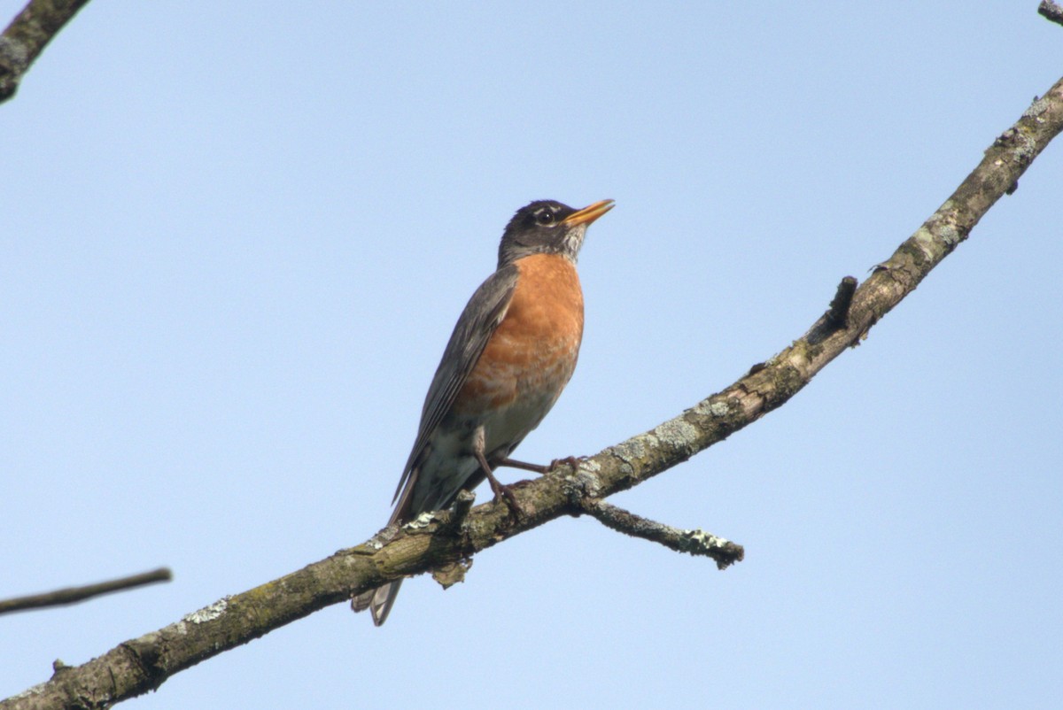 American Robin - ML620621817