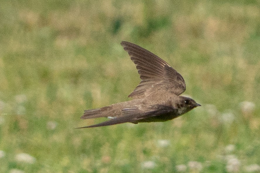 Golondrina Aserrada - ML620621819