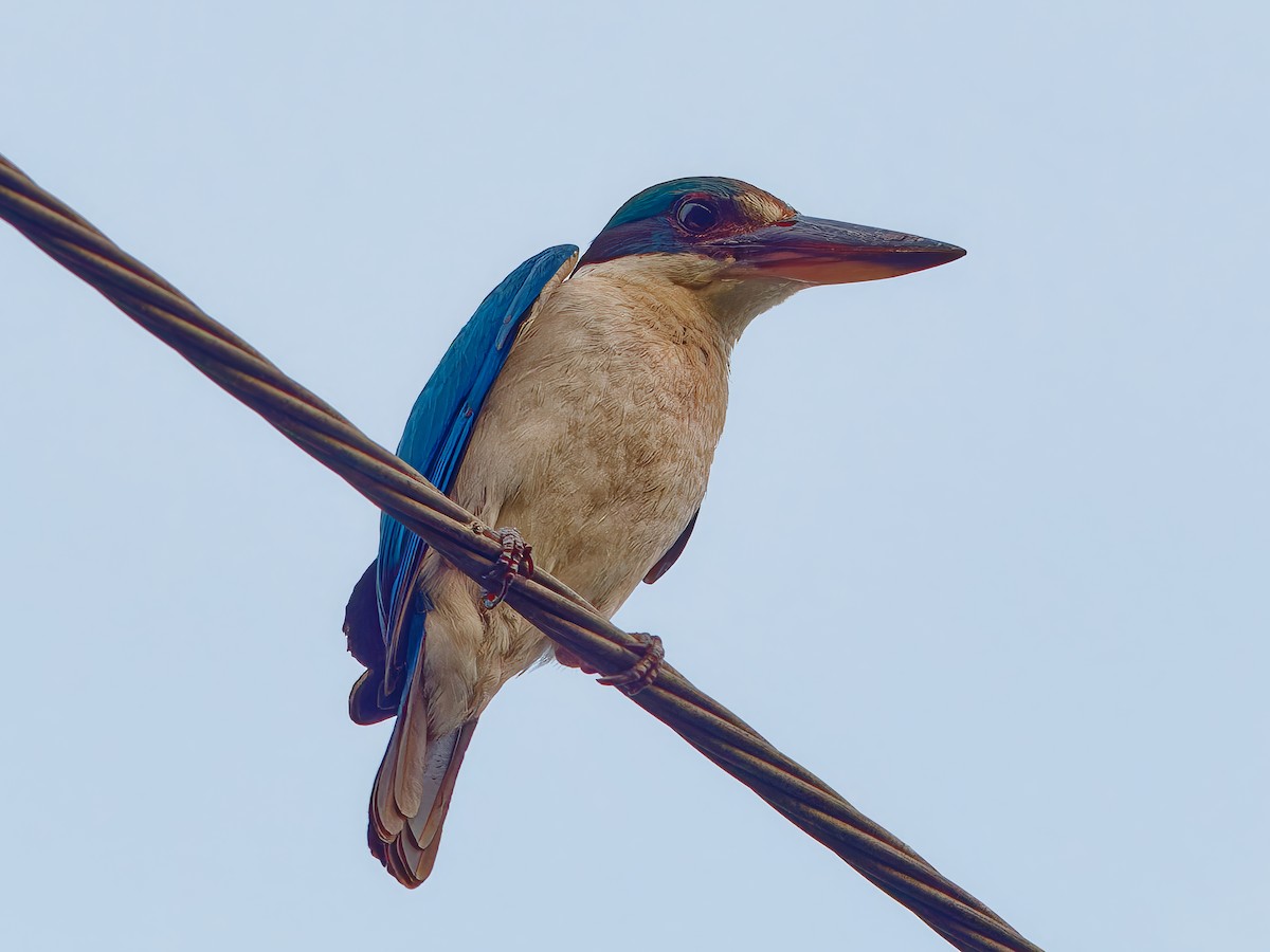 Collared Kingfisher - ML620621820