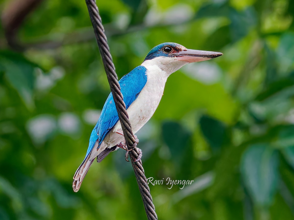 Collared Kingfisher - ML620621821