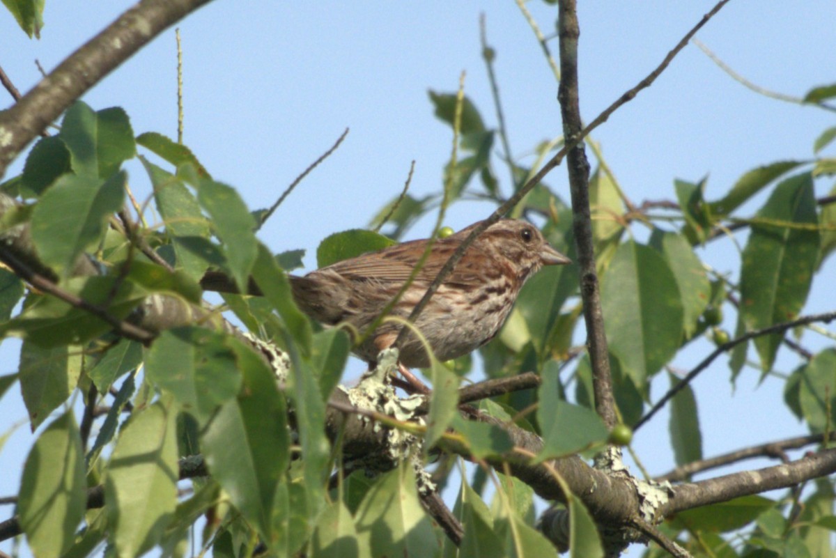 Song Sparrow - Julie Perry