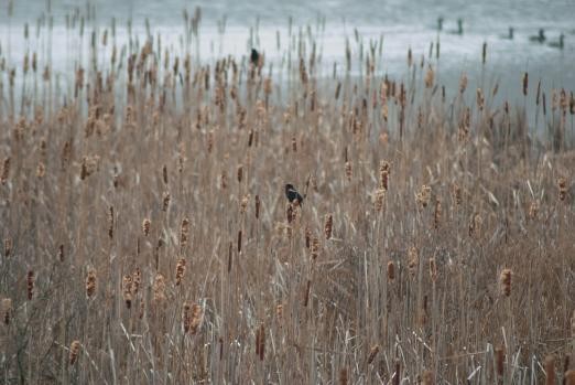 Red-winged Blackbird - ML620621827