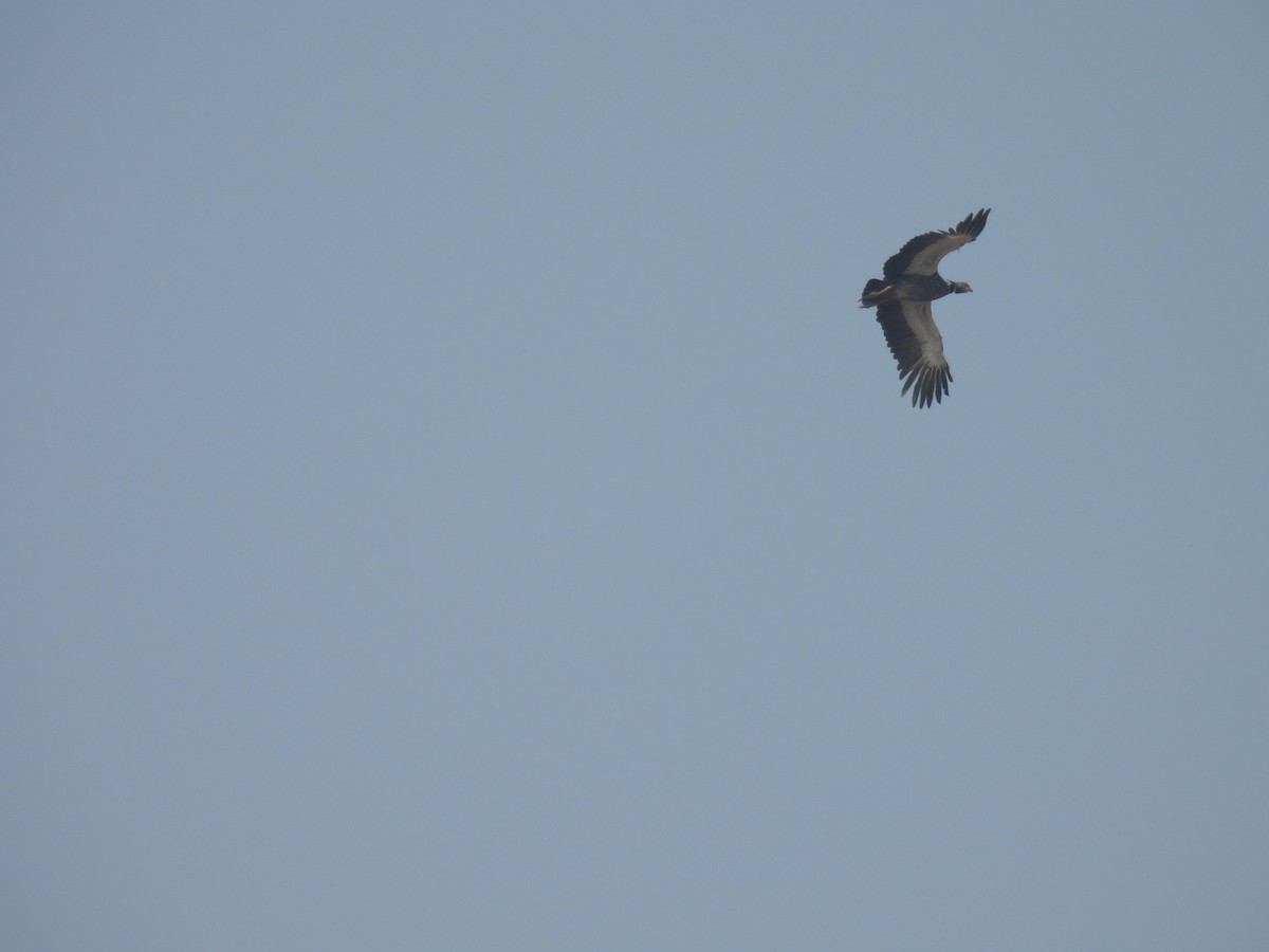 Southern Screamer - ML620621828