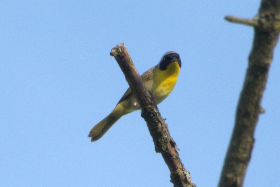 Common Yellowthroat - ML620621829