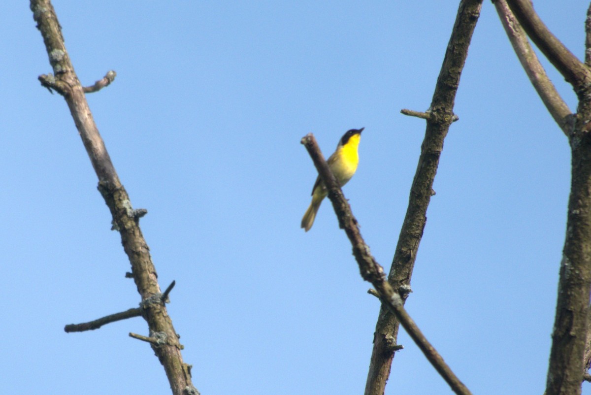 Common Yellowthroat - ML620621830