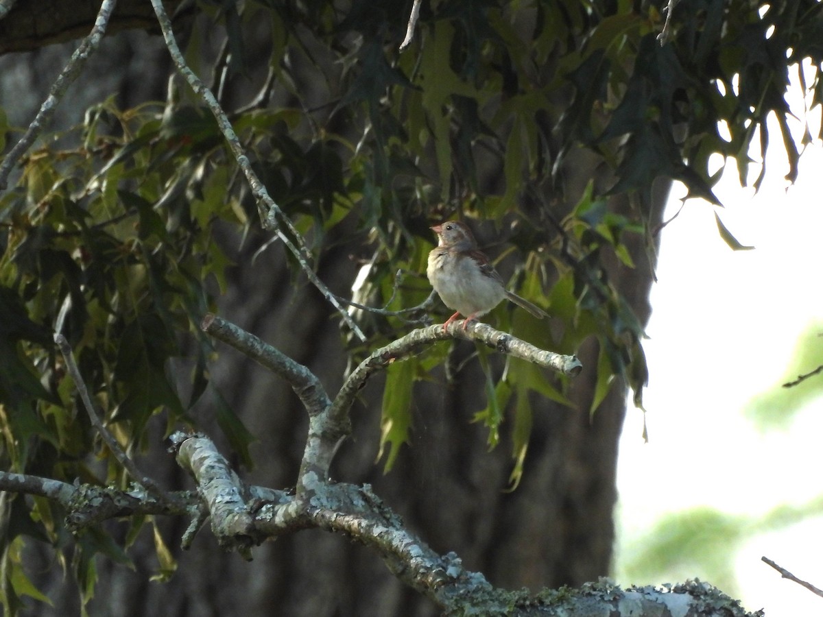 Field Sparrow - ML620621832