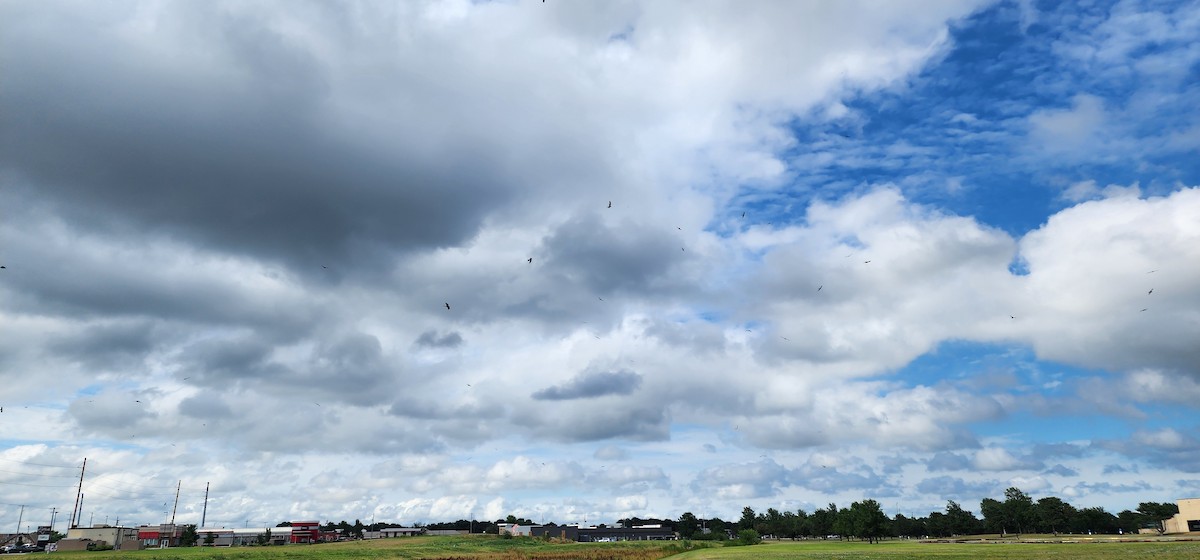 Mississippi Kite - ML620621835