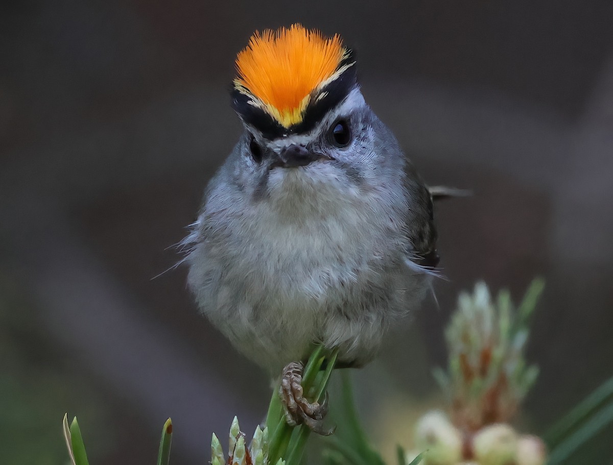 Golden-crowned Kinglet - ML620621845