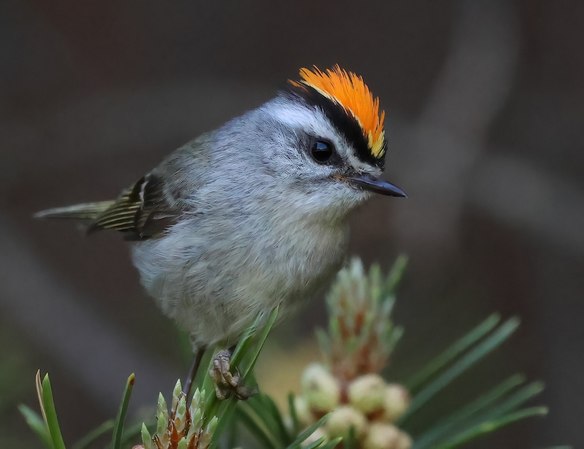 Golden-crowned Kinglet - ML620621848