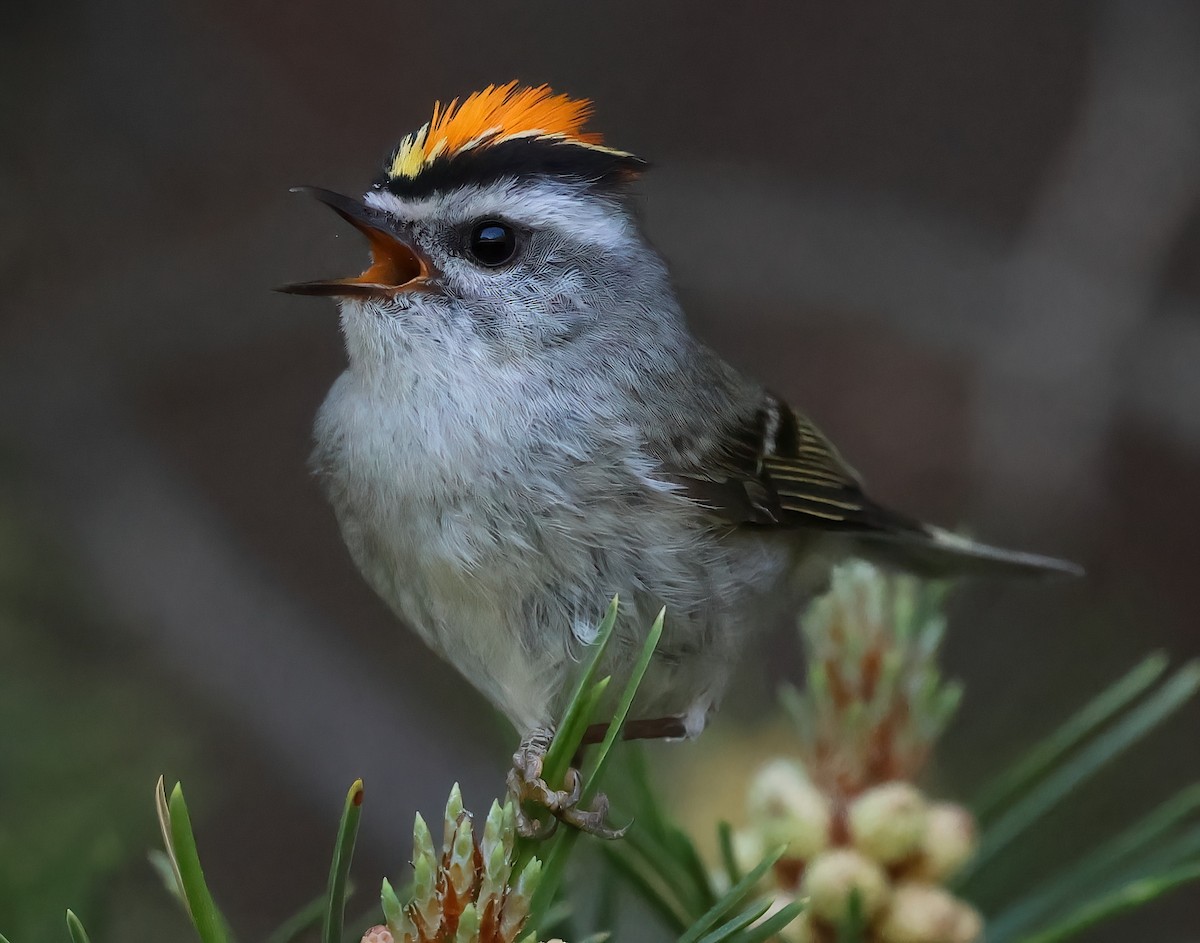 Golden-crowned Kinglet - ML620621849