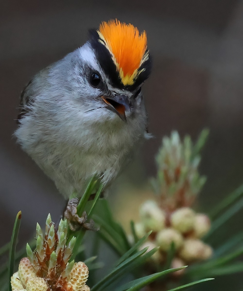 Golden-crowned Kinglet - ML620621850