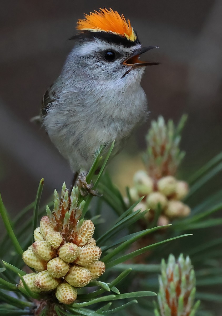 Golden-crowned Kinglet - ML620621852