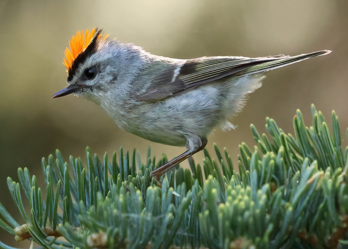 Golden-crowned Kinglet - Sally Veach