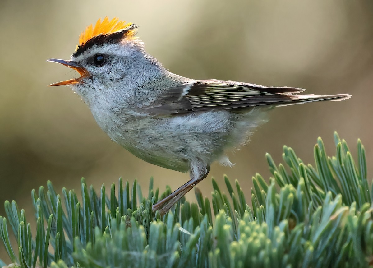 Golden-crowned Kinglet - ML620621854