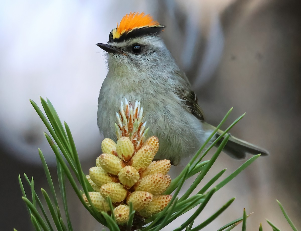 Golden-crowned Kinglet - ML620621856