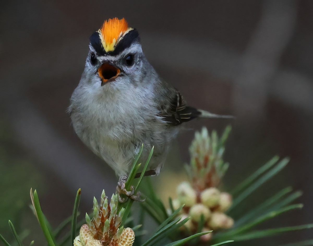 Golden-crowned Kinglet - ML620621861