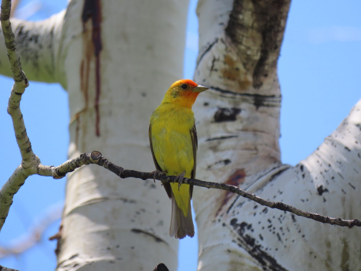 Western Tanager - ML620621863