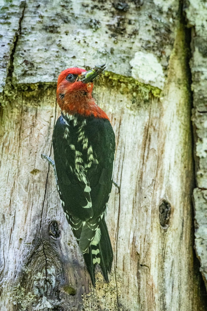 Pic à poitrine rouge - ML620621865