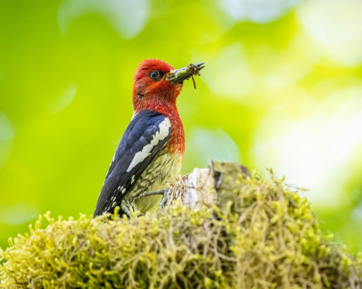 Red-breasted Sapsucker - ML620621866