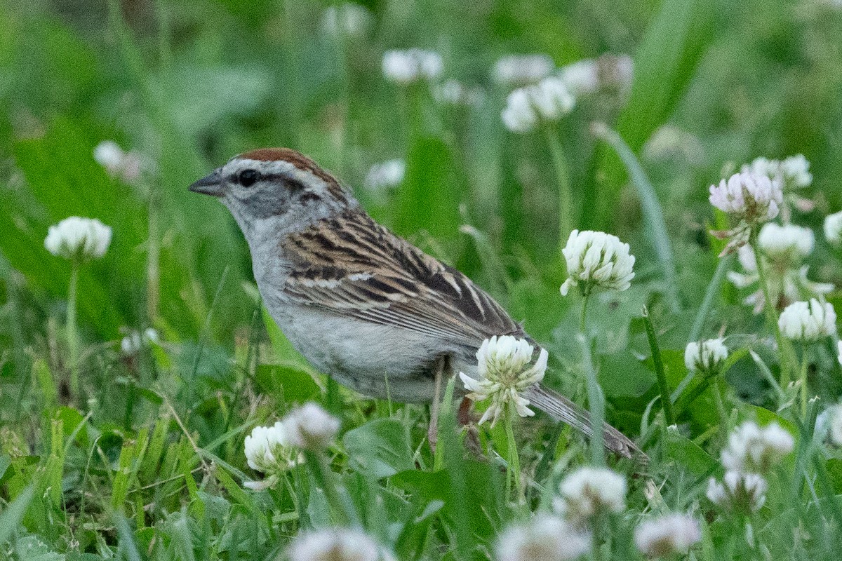 Chipping Sparrow - Keith Lea