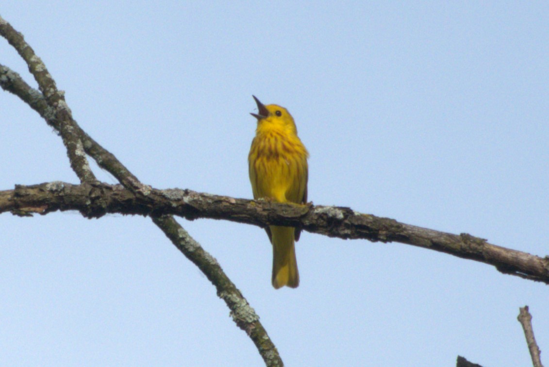 Paruline jaune - ML620621868