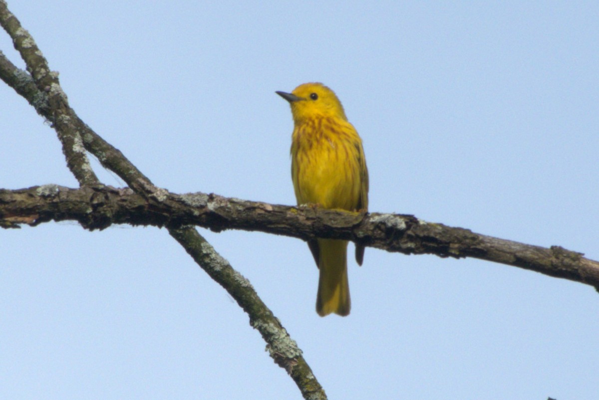 Yellow Warbler - Julie Perry