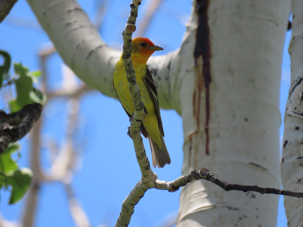 Western Tanager - ML620621872