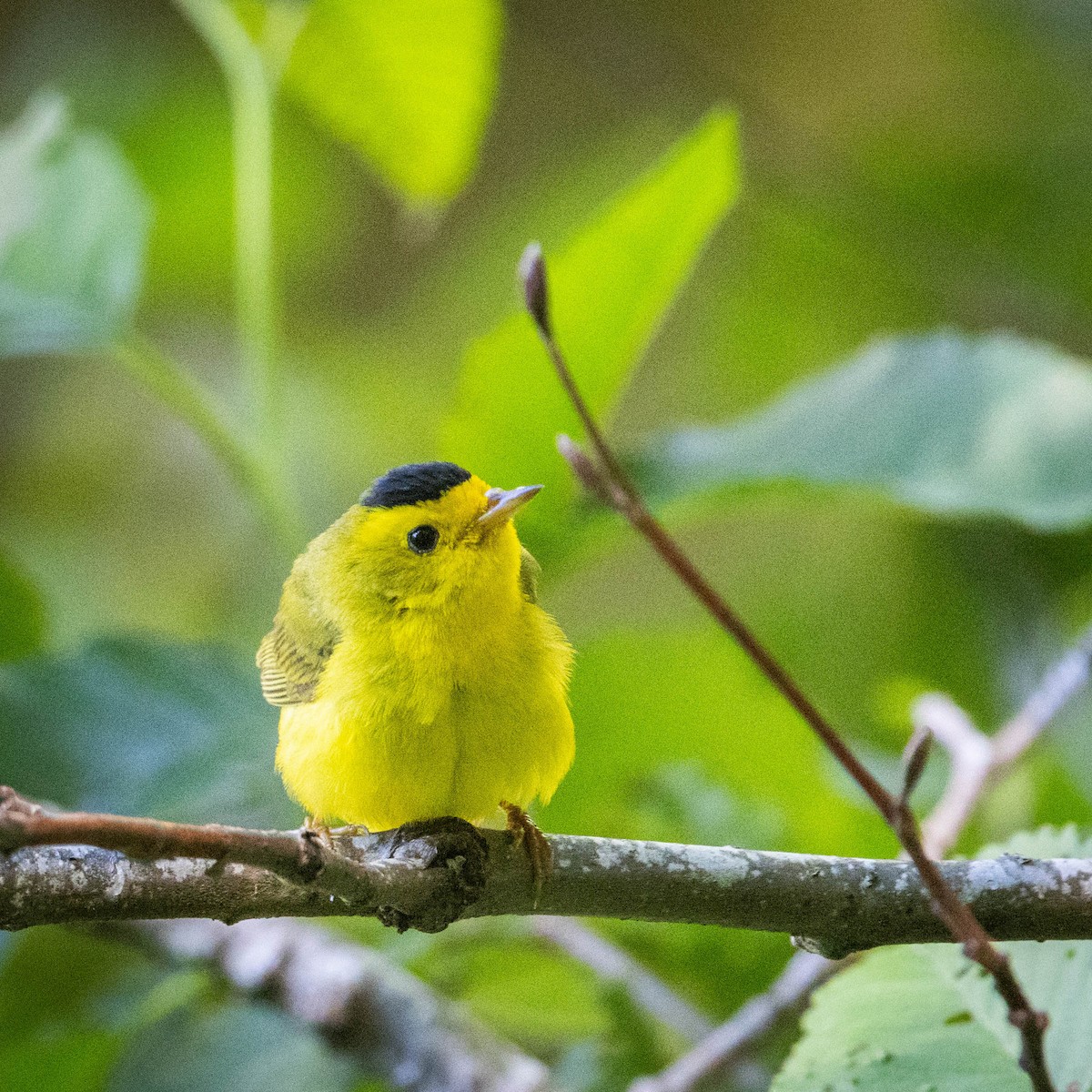 Wilson's Warbler - ML620621873